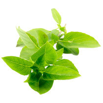 Sandveld Seeds Basil - Sweet 5g