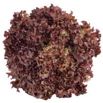 Sandveld Seeds Lollo Rosso Lettuce 